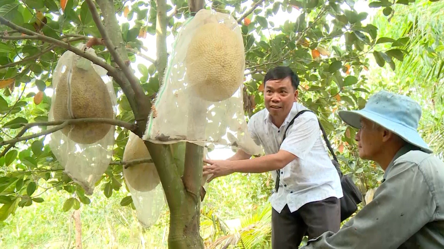 Giai đoạn 2020-2025 xã Phú Quới chuyển đổi  hơn 200 ha cây trồng trên đất ruộng
